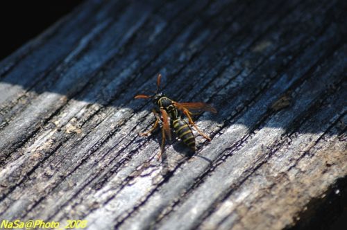 DSC_6568.jpg