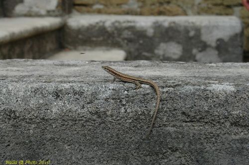 DSC 2455
