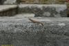 DSC_2455.jpg