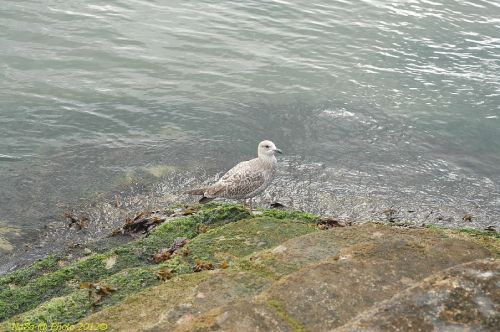 dsc_0601.jpg