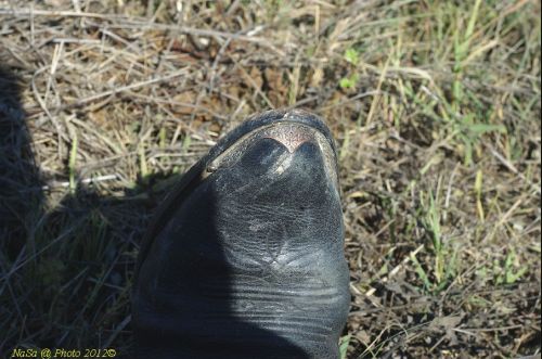 dsc_0382.jpg