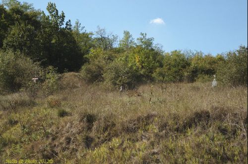dsc_0425.jpg