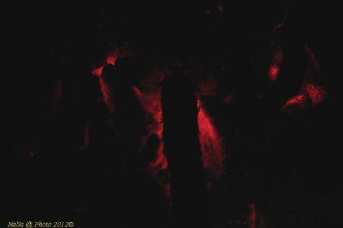 dsc_1061.jpg