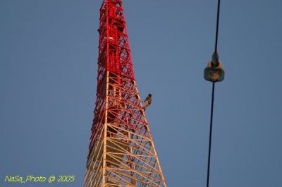 DSC_1731.JPG