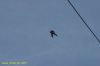 DSC_2009.JPG