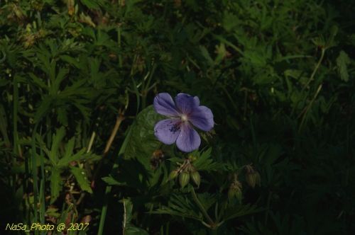DSC_3105.jpg