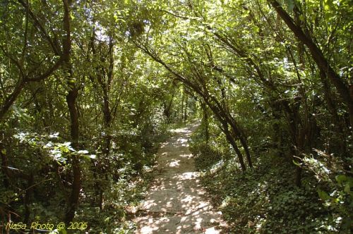 DSC_8232.jpg