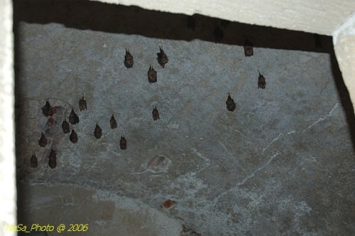 DSC_8288.jpg