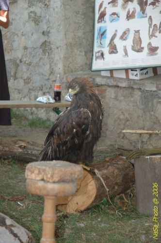 DSC_8289.jpg