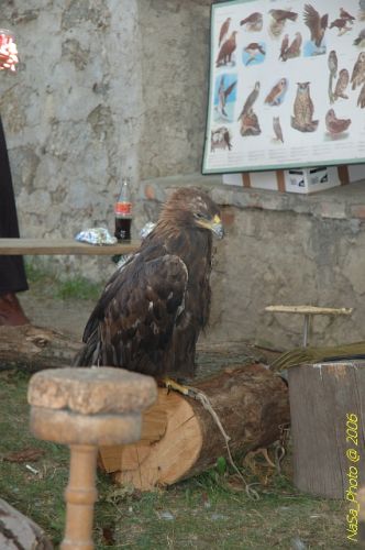 DSC_8290.jpg