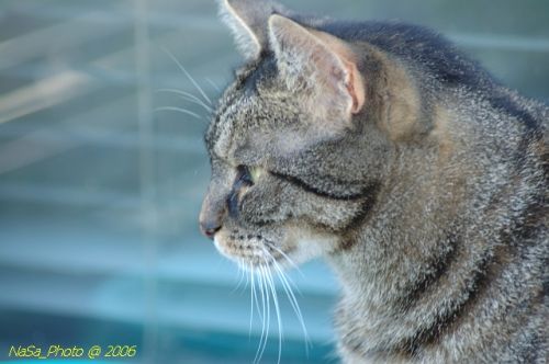 DSC_8514.jpg