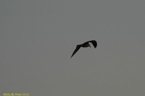 DSC_2876.JPG
