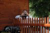 Filename=DSC_7576.JPG
Filesize=154KiB
Dimensions=902x600
Date added=Jun 16, 2011 DSC_7576.JPG