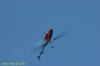 DSC_5728.jpg