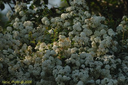 DSC_5980.jpg