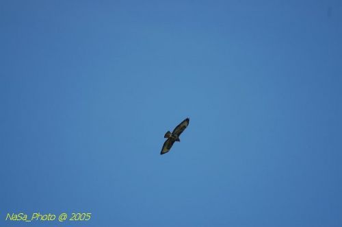 DSC_9250.JPG