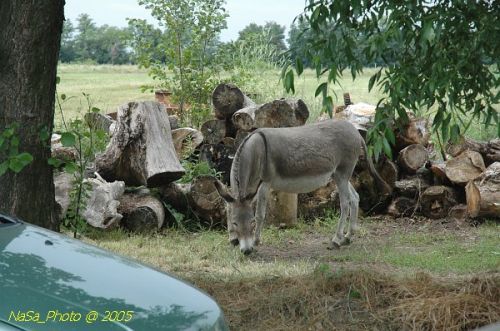 DSC_0266.JPG