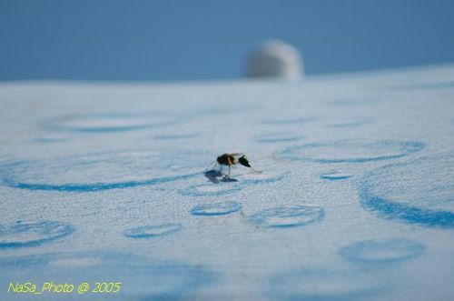 DSC_0898.JPG