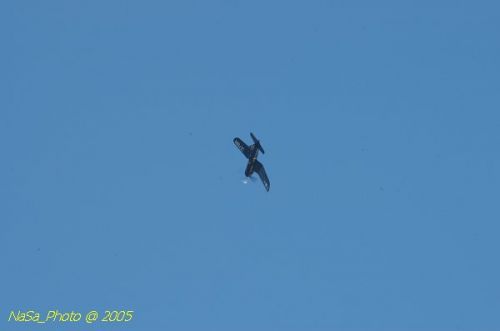DSC_1156.JPG
