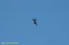 DSC_1156.JPG