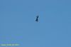 DSC_1157.JPG