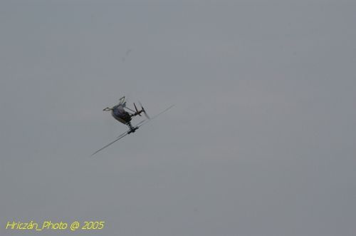 DSC_3203.JPG