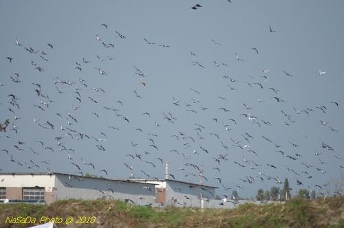 DSC_4194.JPG