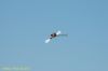 DSC_4217.JPG
