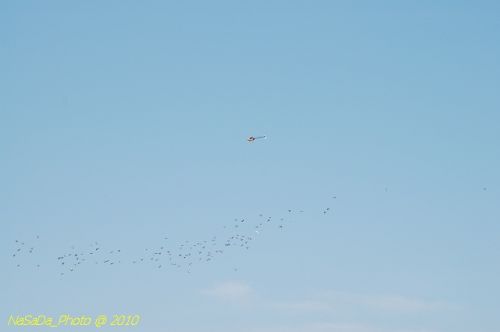 DSC_4252.JPG
