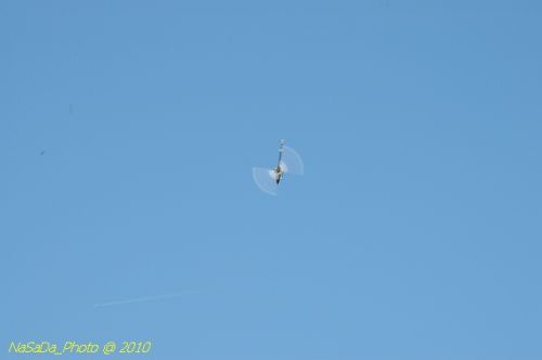 DSC_4264.JPG