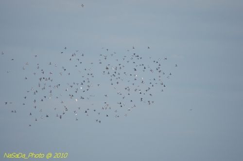 DSC_4331.JPG