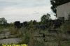 DSC_0171.JPG